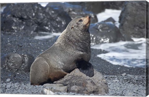 Framed Fur Seal, Ngawi, Wairarapa, North Island, New Zealand Print