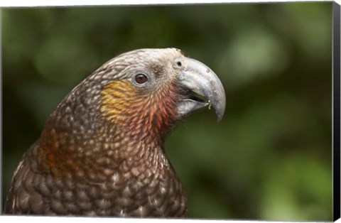 Framed Kaka, Tropical Bird, Karori Sanctuary, New Zealand Print