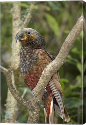 Framed Kaka, Tropical Bird, Pukaha Mount Bruce, New Zealand Print