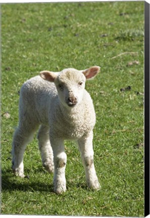 Framed Lamb, Farm animal, Otago, South Island, New Zealand Print