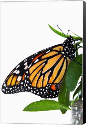 Framed Monarch Butterfly Print