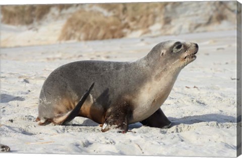 Framed New Zealand Sea Lion Pup, Sandfly Bay, Dunedin Print