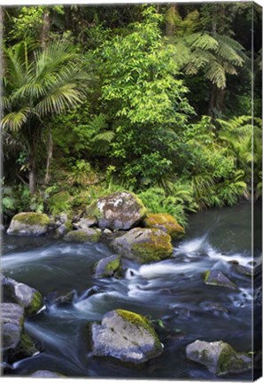 Framed New Zealand, Hatea River, Whangarei Falls, Northland Print