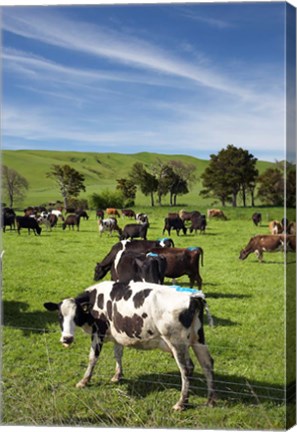 Framed New Zealand, North Island, Dairy Cows, Farm animal Print