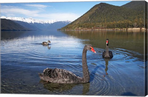 Framed New Zealand, South Island, Nelson Lakes, Black Swan birds Print