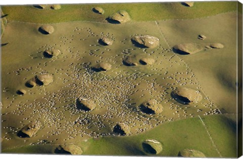 Framed New Zealand, South Island, Sinkholes, Sheep, Agriculture Print