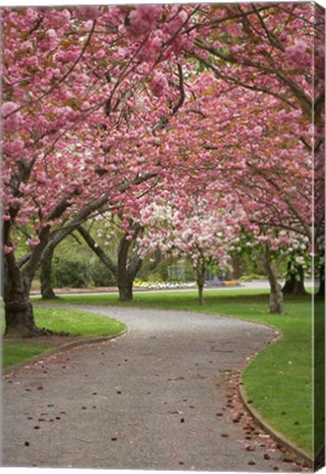 Framed Path in Spring Blossom, Ashburton Domain, New Zealand Print