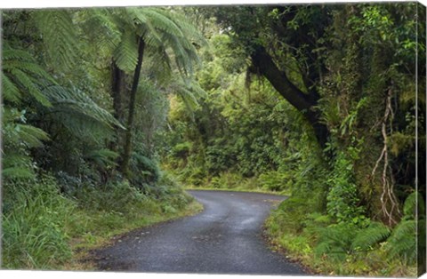 Framed Path to Dawson Falls, Egmont, North Island, New Zealand Print