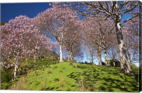 Framed Paulownia Plantation, Spring Season, New Zealand Print