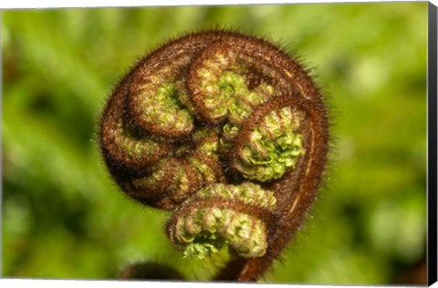 Framed Ponga Tree Fern Frond, South Island, New Zealand Print