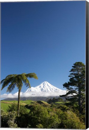 Framed Punga, Taranaki Mountain, North Island, New Zealand Print