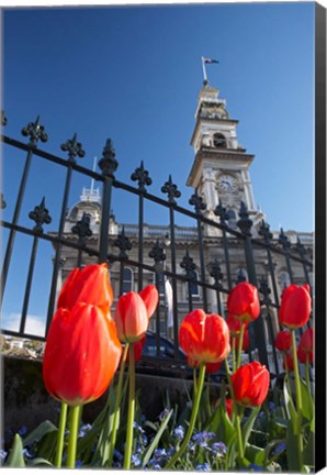 Framed Red Tulips &amp; Municipal Chambers Clock Tower, Octagon, South Island, New Zealand Print