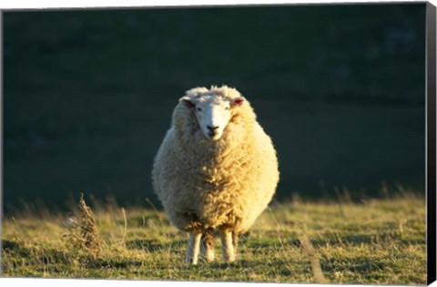 Framed Sheep, Farm animal, Dunedin, South Island, New Zealand Print