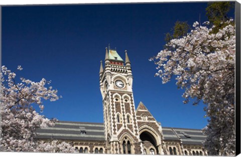 Framed Spring, Clock Tower, Dunedin, South Island, New Zealand (horizontal) Print