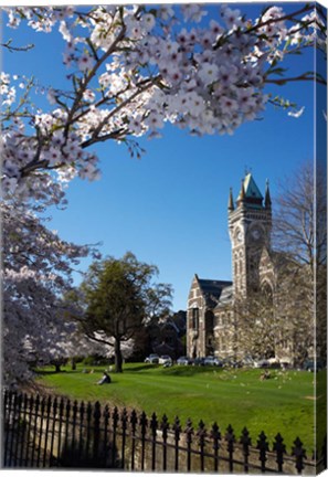 Framed Spring, Clock Tower, Dunedin, South Island, New Zealand (vertical) Print