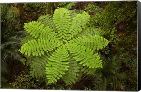 Framed Tree fern, AH Reed Memorial Kauri Park, New Zealand Print