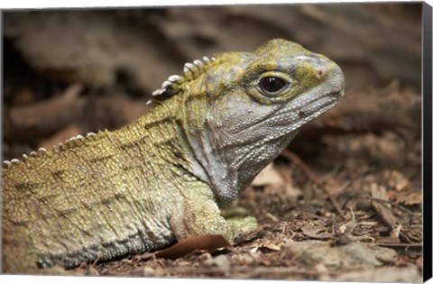 Framed Tuatara, lizard, Pukaha Mount Bruce Wildlife, New Zealand Print