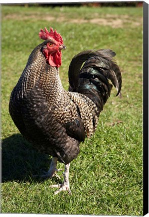 Framed Wild Chicken, Farm animal, Port Chalmers, New Zealand Print