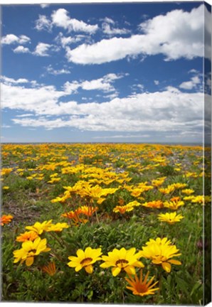 Framed Wildflowers, Marine Parade, Napier Waterfront, Hawkes Bay, North Island, New Zealand Print