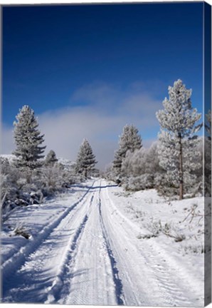 Framed Winter Pine Trees, Cambrians, South Island, New Zealand Print