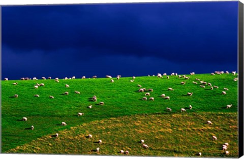 Framed New Zealand, South Island, sheep grazing, farm animal Print