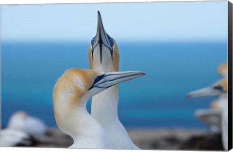 Framed Australasian Gannet birds, Hawkes Bay, New Zealand Print