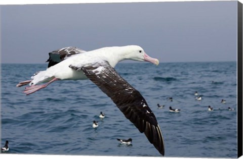 Framed Gibson&#39;s Albatross, Kaikoura, Marlborough, South Island, New Zealand Print