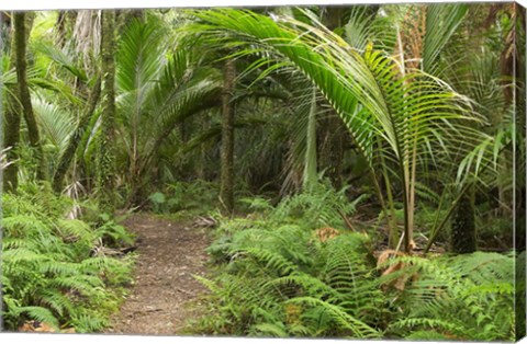 Framed New Zealand, Nikau Palms, Heaphy Path Print