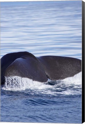 Framed Sperm Whale, Kaikoura, Marlborough, South Island, New Zealand Print