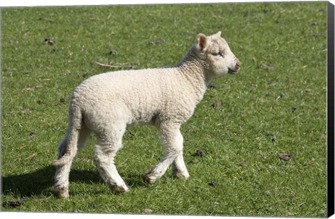 Framed Spring lamb, Dunedin, Otago, South Island, New Zealand Print