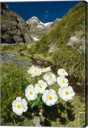 Framed New Zealand Arthurs Pass, Mountain buttercup flower Print