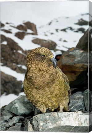 Framed New Zealand, South Island, Arrowsmith, Kea bird up close Print