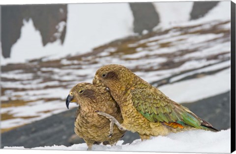 Framed New Zealand, South Island, Arrowsmith, Kea birds Print