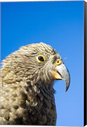 Framed Close up of Kea Bird, Arthurs Pass NP, South Island, New Zealand Print