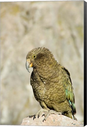 Framed New Zealand, South Island, Arthurs Pass NP, Kea Print