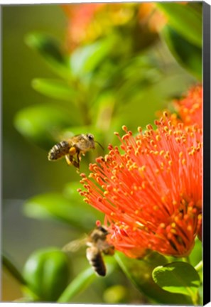 Framed New Zealand, South Island, Bee on Rata flower Print