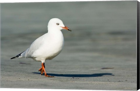 Framed Karamea Redbilled, South Island, Gull New Zealand Print