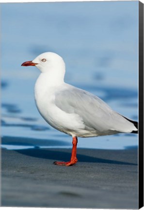 Framed New Zealand, South Island, Karamea Redbilled Gull Print