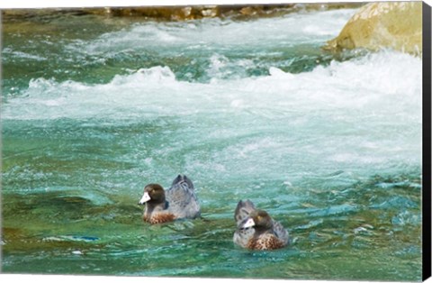 Framed New Zealand, South Island, Kelly Creek Blue Duck Print