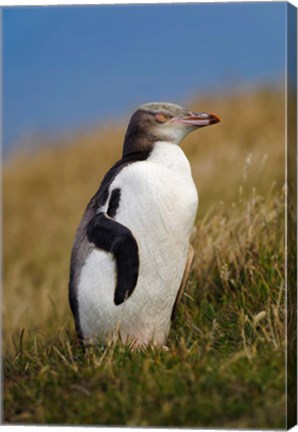 Framed New Zealand, Katiki Point, Yellow-eyed Penguin Print