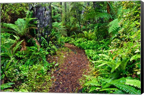 Framed New Zealand, Otago, Old Coach Walking Path, Forest Print