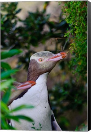 Framed New Zealand, South Isl, Otago, Yellow-eyed penguin Print