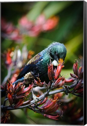 Framed Tui bird, New Zealand Print