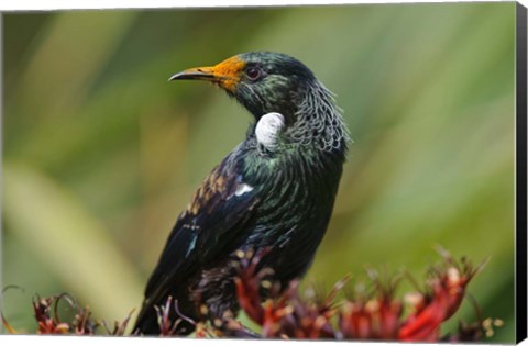 Framed New Zealand, Stewart Island, Halfmoon Bay, Tui bird Print