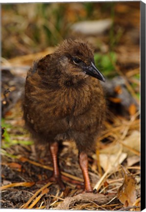 Framed New Zealand, Stewart Island, Ulva Island, Weka bird Print