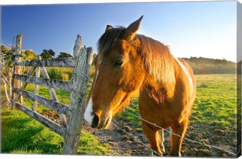 Framed New Zealand, South Island, Horse ranch, farm animal Print