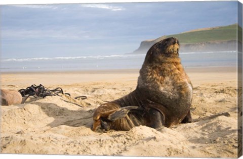 Framed Sea lions on beach, Catlins, New Zealand Print