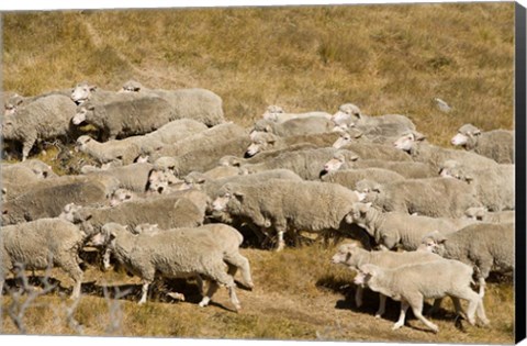 Framed Farm animals, Sheep herd, South Island, New Zealand Print