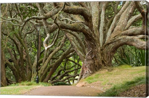 Framed Trees, Central Park, Auckland, New Zealand Print