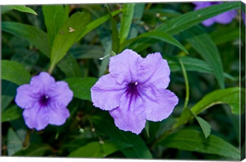 Framed Purple Flowers, Antigua, West Indies, Caribbean Print